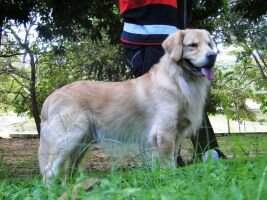 Ch. Inicial, Ch Puppy,BrJovCh PERFECT GOLDEN SOCCER OBSESSION Ch. Inicial, Ch Puppy,BrJovCh PERFECT GOLDEN SOCCER OBSESSION