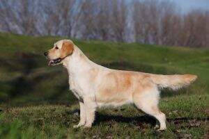 Mon Cheri' (LO0781897) Mon Cheri' (LO0781897)
