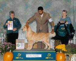 GCH-Am.CH. Pennylane Yankee Xmas Dream