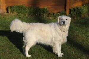 Evidog Kiwi