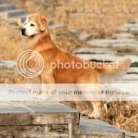 Br CH/Can CH. GoldenTrip Victorio