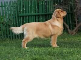 Brown Sugar Gold Legend