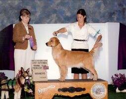 Summits Golden Champagne Dancer