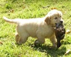 Rio Ranch Goldens Fields AFlame