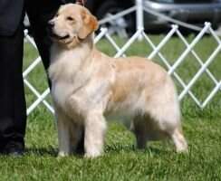 Golden Clover's Sweet Carmel Kiss CGCA CGCU TKN Golden Clover's Sweet Carmel Kiss CGCA CGCU TKN