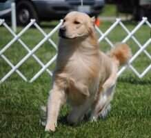 Golden Clover's Carmel Legend