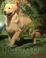 Tango New Marvel's