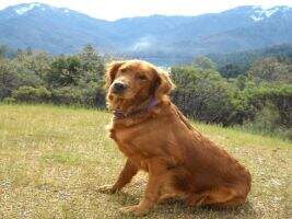 Sallys Golden Sophia