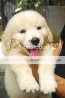 Daytona von Golden Great Love