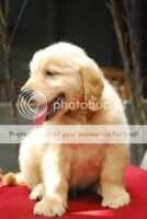 Delposso von Golden Great Love