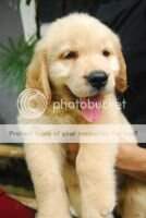 Diego von Golden Great Love