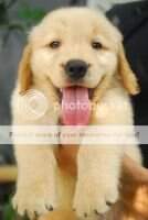 Ducati von Golden Great Love