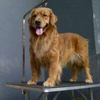 Destinee von Golden Great Love