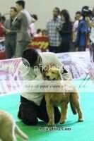 BBIE Devora von Golden Great Love
