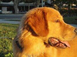 Rock's Dog's Tyler