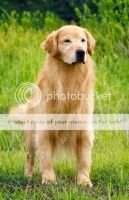 INA. CH. DURO VON HUNTER VALLEY