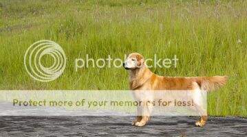 Ina CH. DOLLY VON HUNTER VALLEY