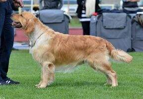 Est CH LT Club JW 2011 Jewelhope Jesse James