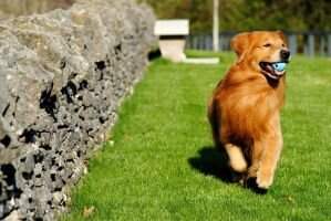 Shilo's Greatest Sho On Earth CGCA