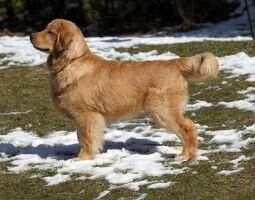 Shilo's Sho Me Dudley's Decoy