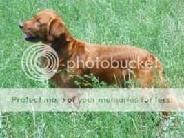 HR Hurricane Creek's Marathon Man UDX4 OM7 CCA HR Hurricane Creek's Marathon Man UDX4 OM7 CCA