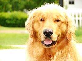 Rousey's Golden River Ranger