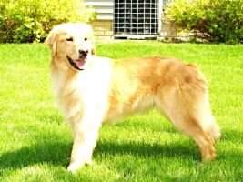Rousey's Golden Lilly
