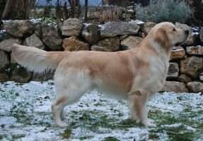 Amazing Marley The Golden Joy vom Malerbach
