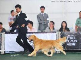 CN THAI CH S.T.'S PLATINUM PLUS OF OUNAN KENNEL