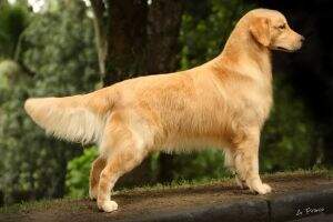 Br.Ch.Baby, Puppy, Golden Sunshine Jean Patou's Joy
