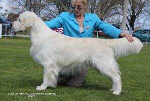 Aust Ch. Fernfall Daydreambeliever