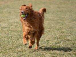 Grahamgolden Oscar d'Aboyne