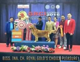 Ina. Ch. Royal Golds Choice Pleasure