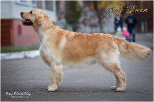 Gold Kiss Lady Luck My Dream