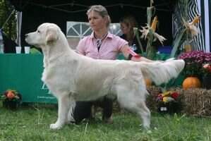 Goldiemay Devon Choice
