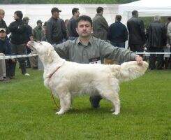 Sr. Ch. Club Winner '13. Silkstyle Charity Angel