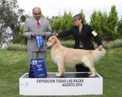 Mex Maximus Golden Trip American Samil