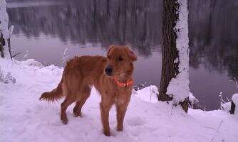 Creek's Carolina Wildman