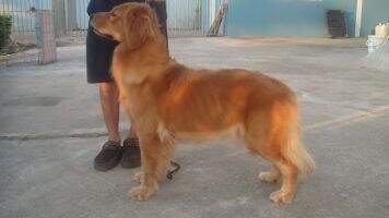 Th. Ch. goldenarmy's Tail of the Dolphin