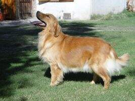 ROCK'S DOG'S Numa