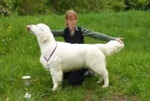 Grd CH CH SK CZ SK Bailey Boy My Joy Cacib National Winner Grd CH CH SK CZ SK Bailey Boy My Joy Cacib National Winner