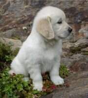 Sirius Samy Sirius Samy