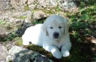 Sirius Oliver