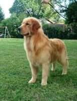 Rock's Dog's Ozzy