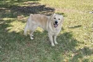 Sunshine's Pride Tucker