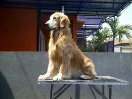 Fourteen Andre The Prince