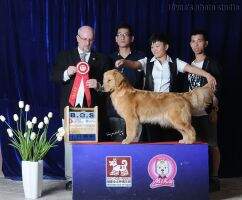 Childhood of Tong Hua Kennel Childhood of Tong Hua Kennel