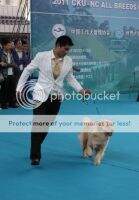 tutu of xinyang kennel