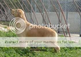 KABU of xinyang kennel