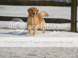 UKC CH/INT CH Wyndswepts I Put A Spell On You